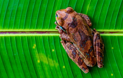 Macro image of an orange and blue frog crouching on a bright green ridged leaf