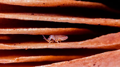 Macro image of a small semi-transparent bug