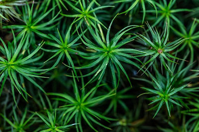 Top down macro image of dewy spiraling fern plants sprouting up from the earth