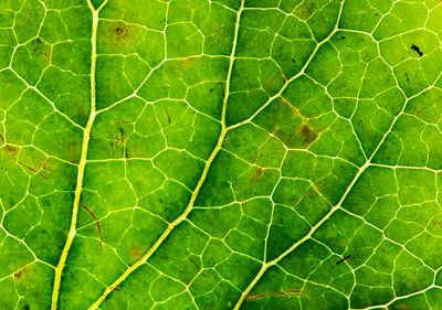 macro shot of green leaf veins