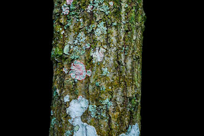 Macro image of tree bark using tripod