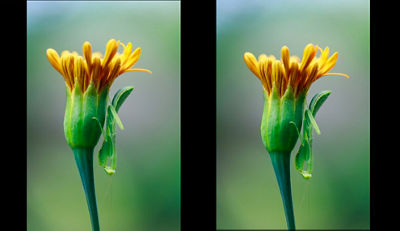 side by side comparison of two zinnia with a mantis on the bud - one sharp frame one not