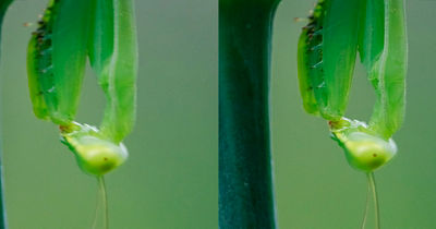 side by side comparison of sharpness