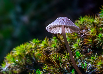 Macro shot of mushroom in the wild