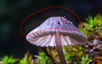 Macro shot of mushroom in the wild highlighting the detail in motion blur captured with a longer shutter speed