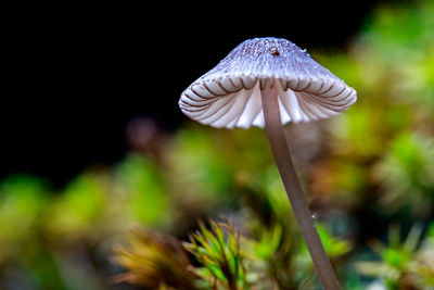Macro shot of mushroom in the wild with a high shutter speed