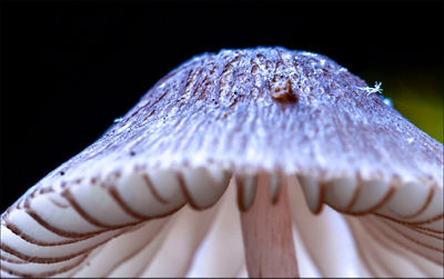 Macro shot of mushroom in the wild illustrating fast shutter speed at 100% crop