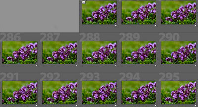 13 Back to back frames of purple flower macro shot in green grass