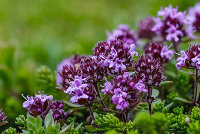 Finalized focus stacked composite image of sharp purple flowers in green grass