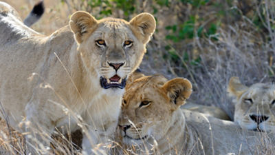 Lionesses Laying Down