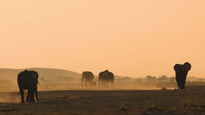 Elephants Walking