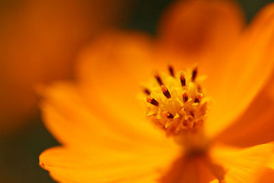 close-up of a flower