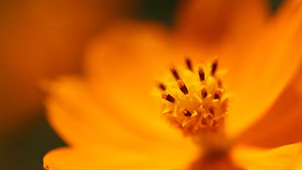 close-up of a flower