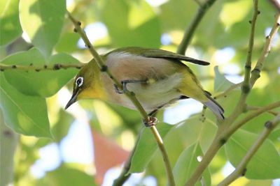 Canon Sustainability 