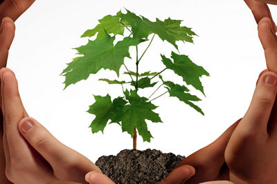 Hands Holding a Growing Plant