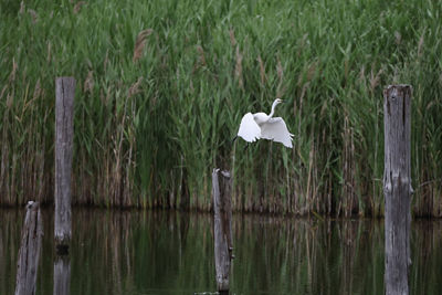 Bird Starting to Fly From a Log