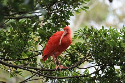 Red Bird with Long Beak