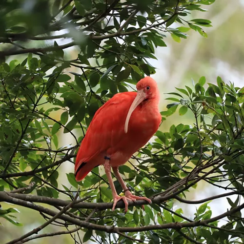 Red Bird with Long Beak