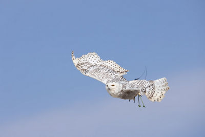 Owl Flying
