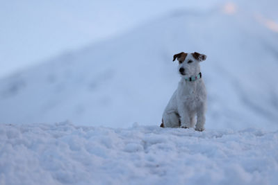 Dog Sitting on Snow