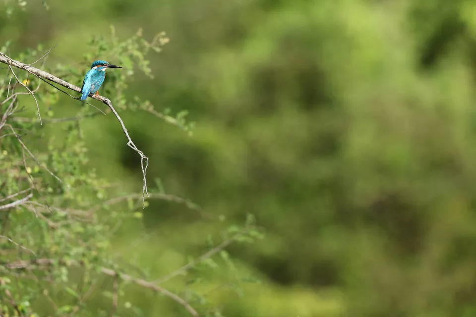 Bird on a Branch