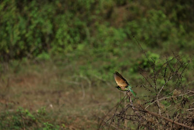 Bird Starting to Fly From a Branch