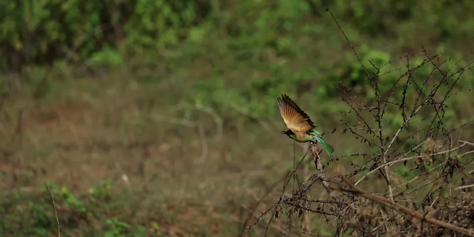 Bird Starting to Fly From a Branch