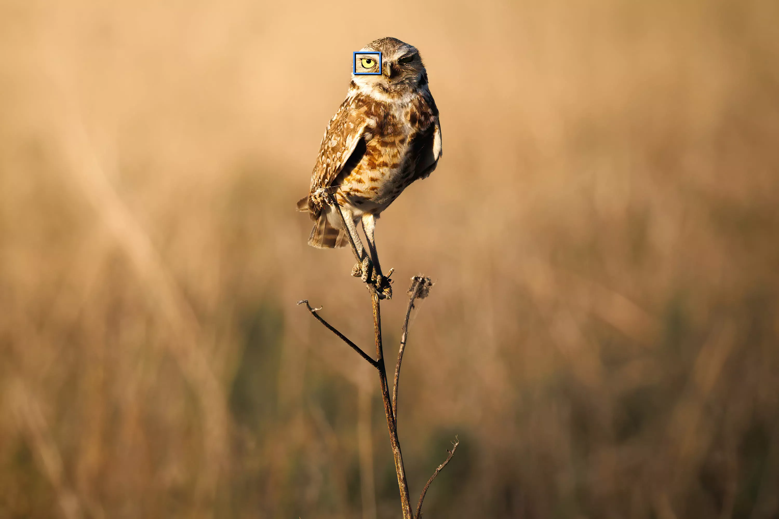 Owl Standing on a Stick
