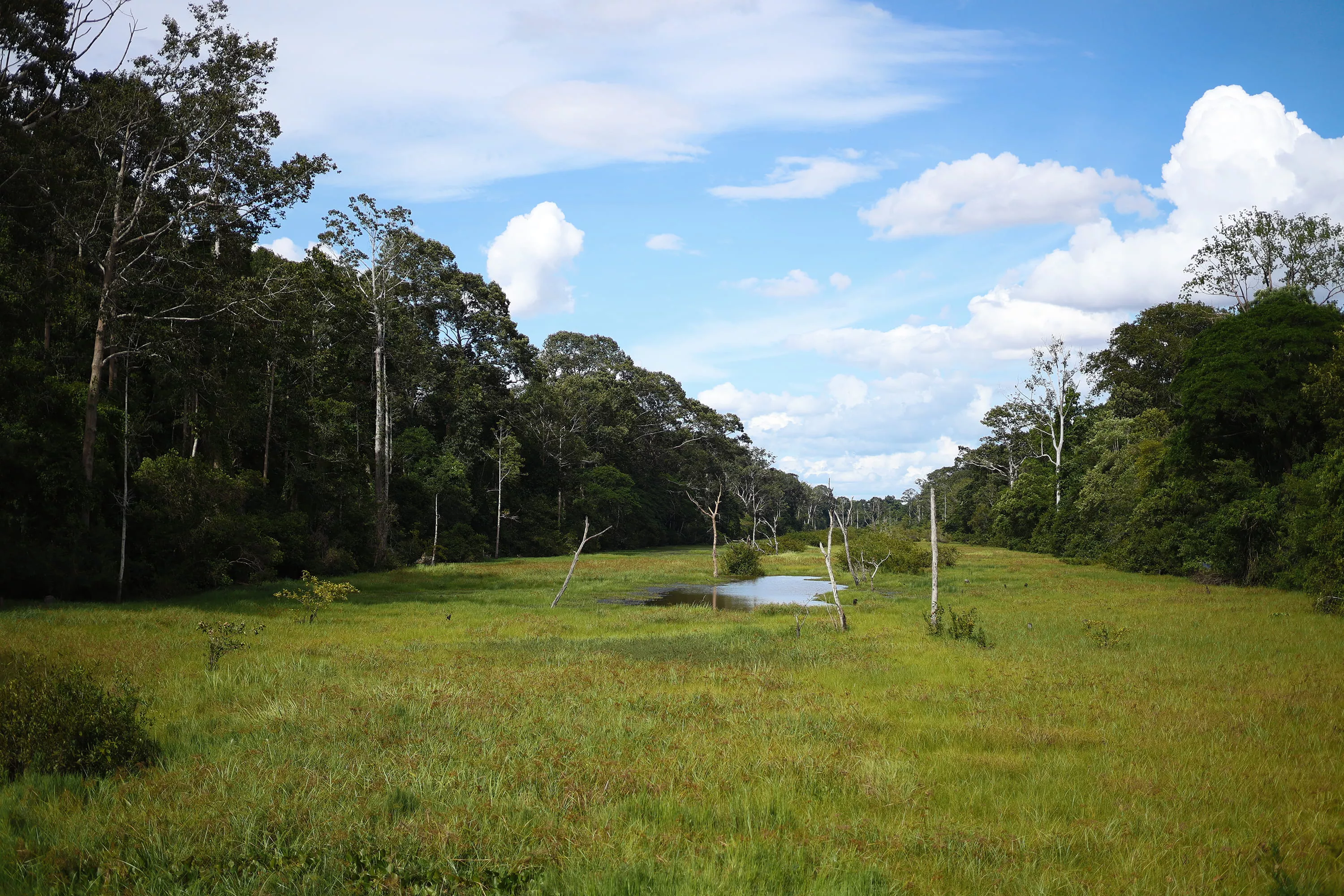 Grassy Field with Trees on the Side
