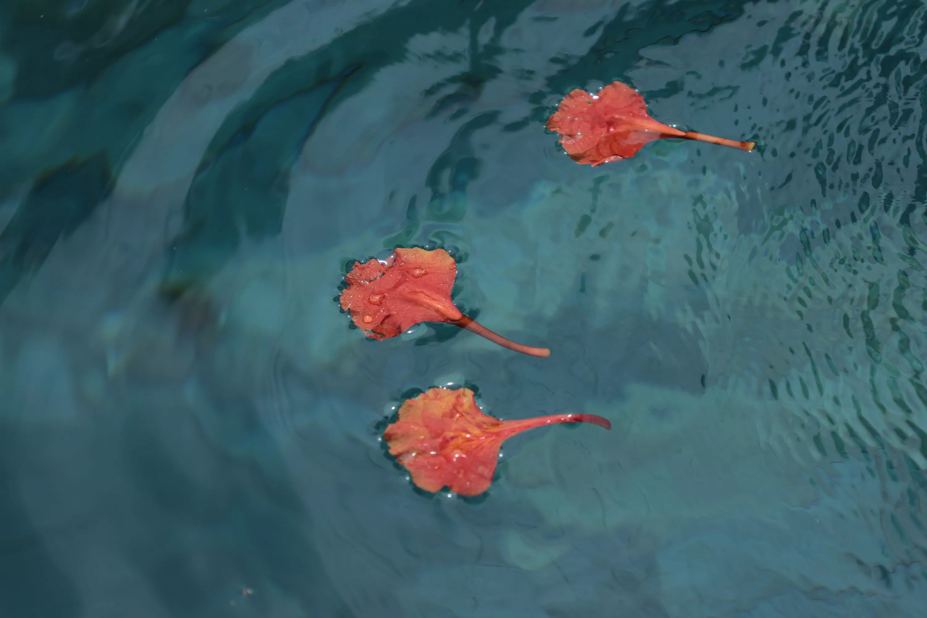 Orange Leaves Floating on Water