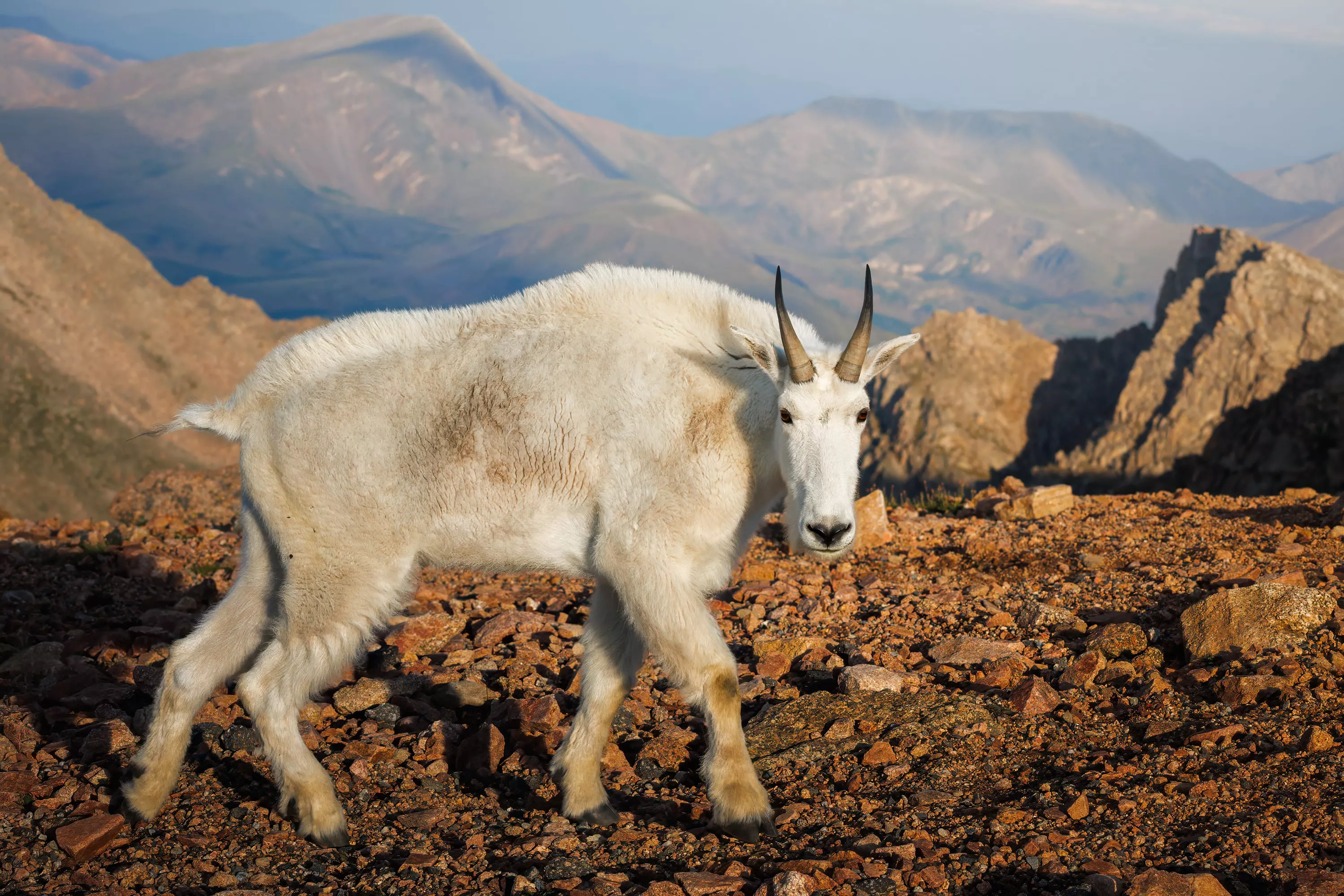 Goat in the Desert