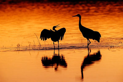Birds in water at sunset