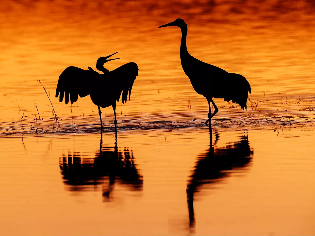 Birds in water at sunset