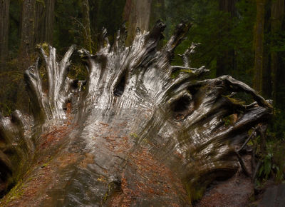 Image looking down on a large uprooted tree with shiny tangled roots