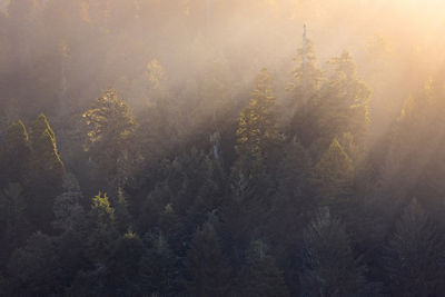 Aerial photo of green forest trees with the sun rays cutting across the photo in the top right giving a golden quality