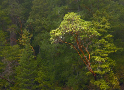 Image of trees in a forest focused on one bright green tree protruding over others
