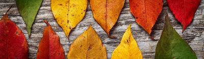 Image of fall leaves