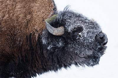 buffalo covered in snow