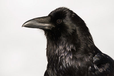 close up of a crow