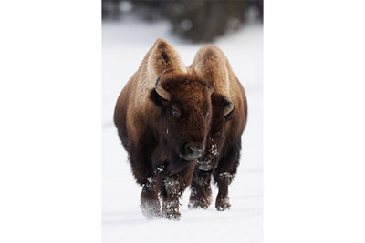 2 buffalo in snow