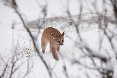 Foreground obstruction, animal in a snowy forest 