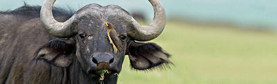 The yellow-billed oxpecker perched on the face of this African cape buffalo