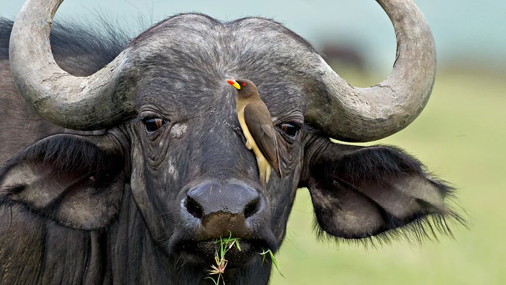 The yellow-billed oxpecker perched on the face of this African cape buffalo