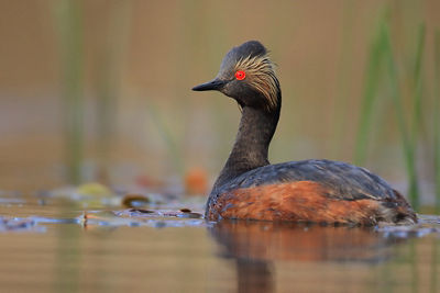 Eared grebe