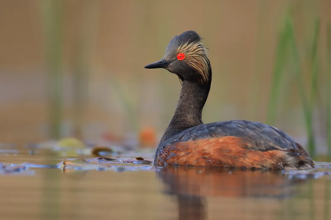 Ducks Unlimited Partners With California Watchable Wildlife