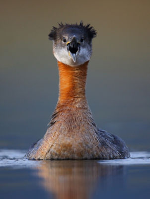 red-necked grebe