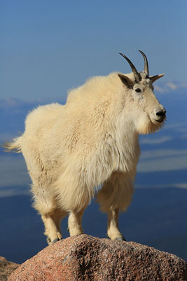 Mountain goat