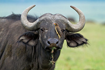 yellow-billed oxpecker