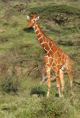 Reticulated giraffe