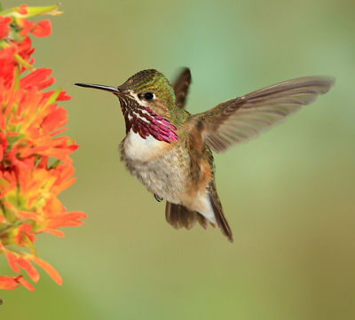 Photo of a male calliope hummingbird